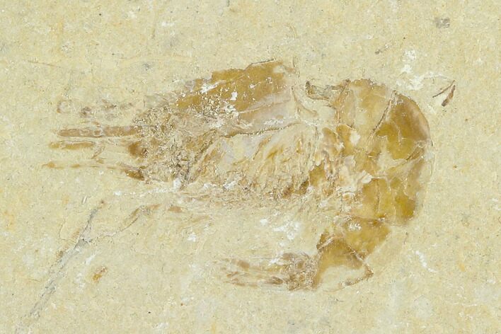 Cretaceous Fossil Shrimp - Lebanon #123926